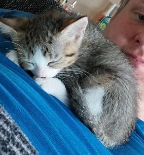 EKH Jungkatzen Ich suche ein liebevolles Zuhause für meine zwei super süßen, verschmusten Katzen