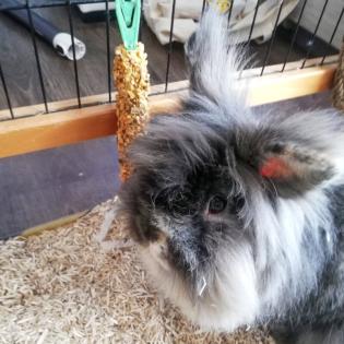 REXI und Fritzi - männlich ca. 4 Jahre Langhaar-Kaninchen Kastriert