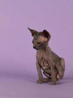 Reinrassige Sphynx Kitten Don