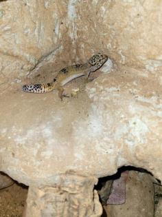 Leopardgecko Mädels