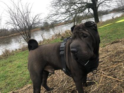 Süße kleine Shar Pei Welpen