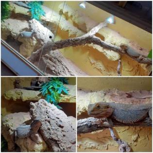 Bartagamen Pärchen mit Terrarium und Zubehör