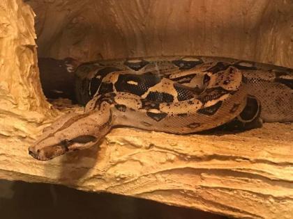 Adulte Boa C. I. Weibchen opt. mit Terrarium