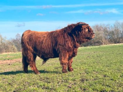 Highland Cattle Bulle Caitano / Hochlandrind - HERDBUCH