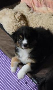 Australian Shepherd Welpen Black Tri w/c Rüde