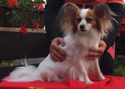 Papillon Welpen FCI Hunde show
