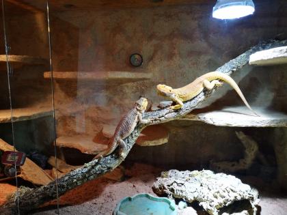 Bartagamenpärchen und Terrarium