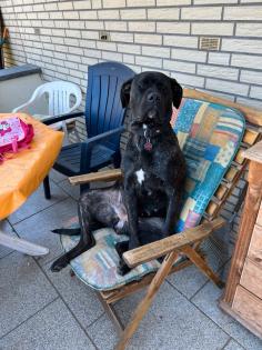 Cane Corso 19 Monate alte Hündin