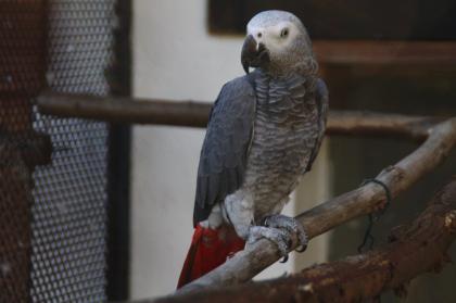 2 junge und kräftige Kongo Graupapageien Hahn und Henne abzugeben
