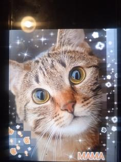 2 kleine amerikanische Shorthair Mix Katzen 16Wo, weibl.