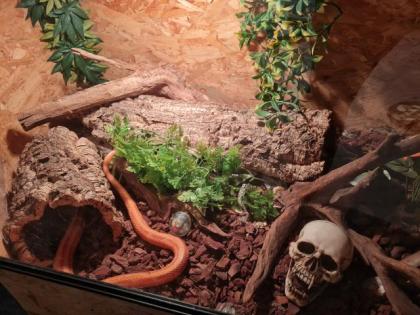 Kornnattern mit Terrarium