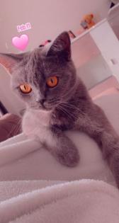 Bkh Kitten 2 Kater