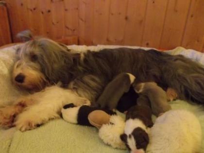Bearded Collie Welpen