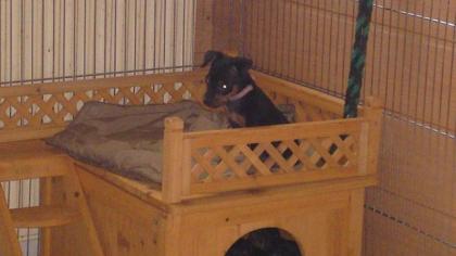 Zwergpinscher-Welpen