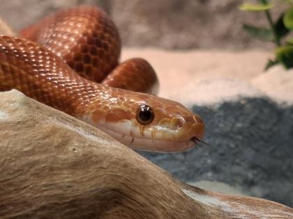 Hypo Bloodred Motley Pied Kornnatter