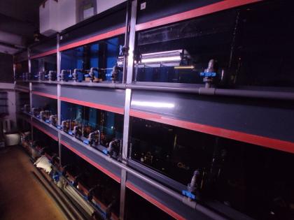 Profi Aquarium - Fisch-Zuchtanlage mit Ablaufvorrichtung