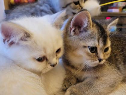 Bkh Kitten