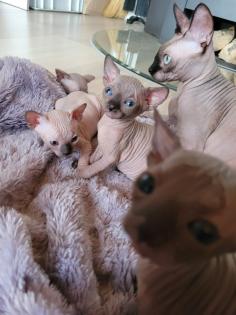 Canadische Sphynx Kitten