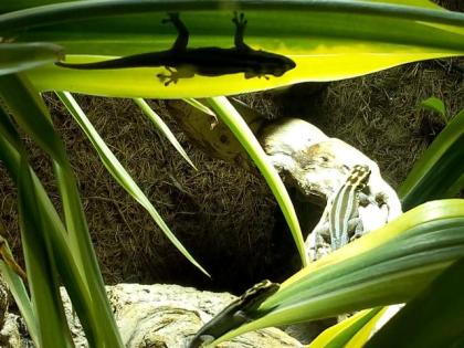 ZwergTaggeckos - Lygodactylus Kimhowelli Zwergstreifengeckos abzugeben.