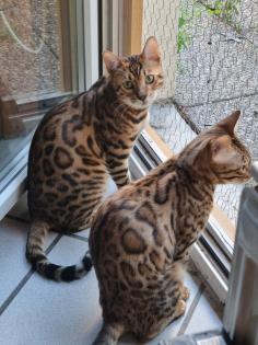 Bengal bengalkatze bengalkitten