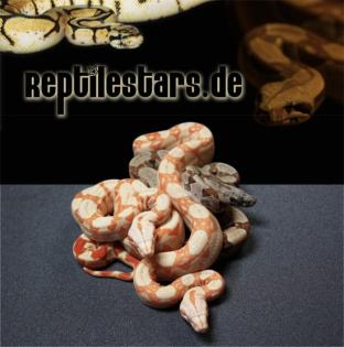 Biete Boas Sunglows, Albinos, DH Sunglows, Het Albinos, Guyana, Salmon