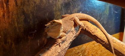 Bartagame mit Terrarium