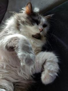 Kuschelkater in gute Hände abzugeben.