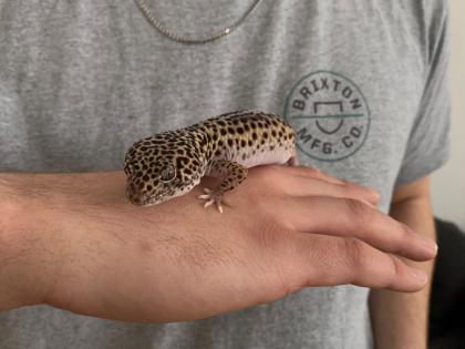 Leopardgeckos suchen neues zu Hause