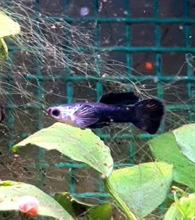 Panda Guppy Nachwuchs
