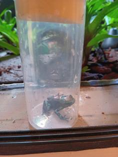 Dendrobates auratus birkhahn 2. 3