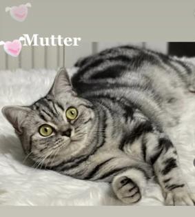 BKH-Kitten- Weibchen-Stammbaum