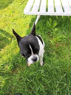 Französische pull dogge mix