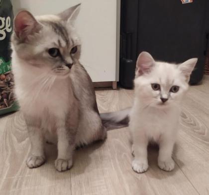 BKH Kitten