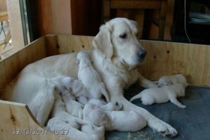 Goldenretrieverwelpen
