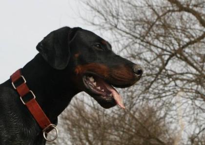 Dobermann Deckrüde steht gesunden Hündinnen zur Verfügung.