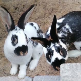 TIMMY und TOBY männlich 5 Monate Zwergkaninchen