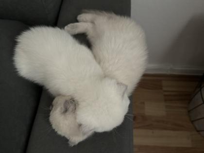 2 BKH/ Scottish Fold Mix Kitten