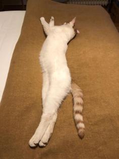 Kater vermisst - weiß mit rot