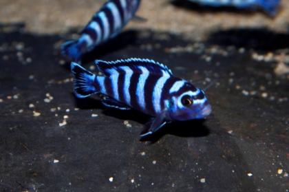 Biete pseudotropheus demansoni Buntbarsch Nachzucht