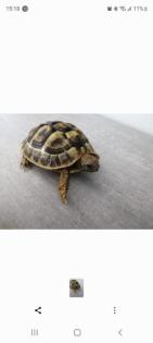 3 griechische Landschildkröten