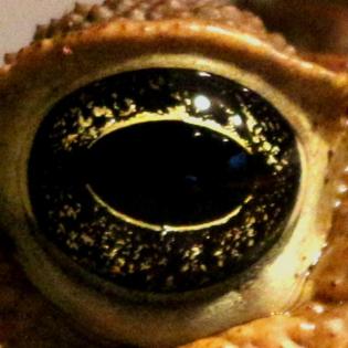 Ausgewachsene Aga Kröte Bufo Marinus - Weibchen