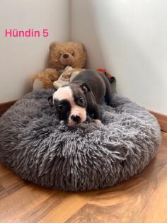 American Pocket Bully