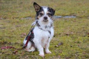 PANDASCH - männlich 5 Jahre 27 cm 5 kg Yorki-Mix Gechipt Kastriert