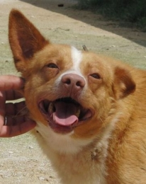 Cotton - ein klasse Hund