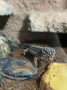 Leopardgeckos aus Privatzucht