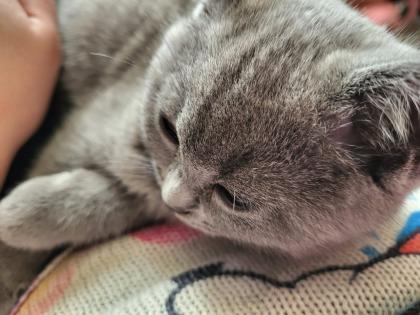 BKH KITTE Britisch Kurzhaar KATZENBABY
