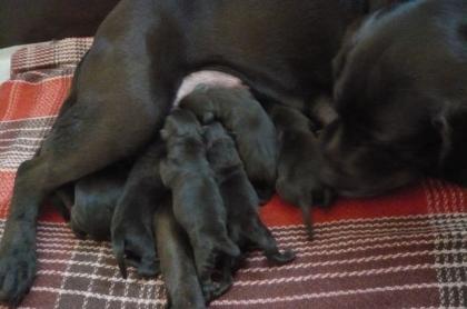 Zuckersüße, edle Labrador-Welpen in choco mit Papieren