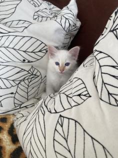Heilige Birma kitten