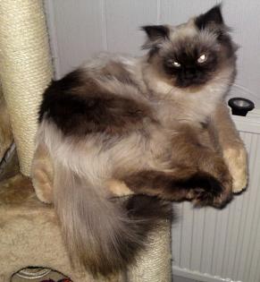 Decken einer Katze