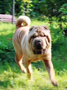 SHAR PEI